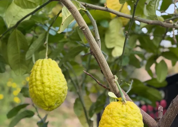 Gianna Terrazza Limone sul Garda