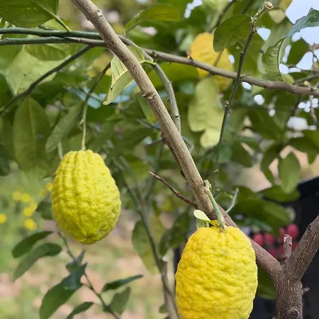 Gianna Terrazza Limone sul Garda